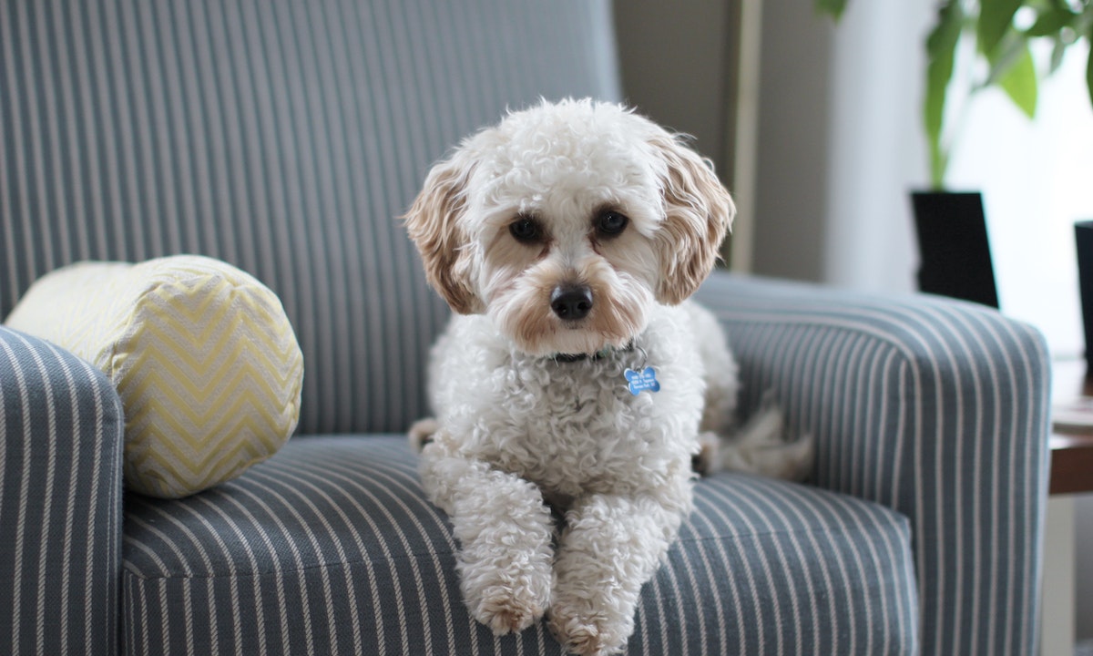 Best food for clearance cavapoo