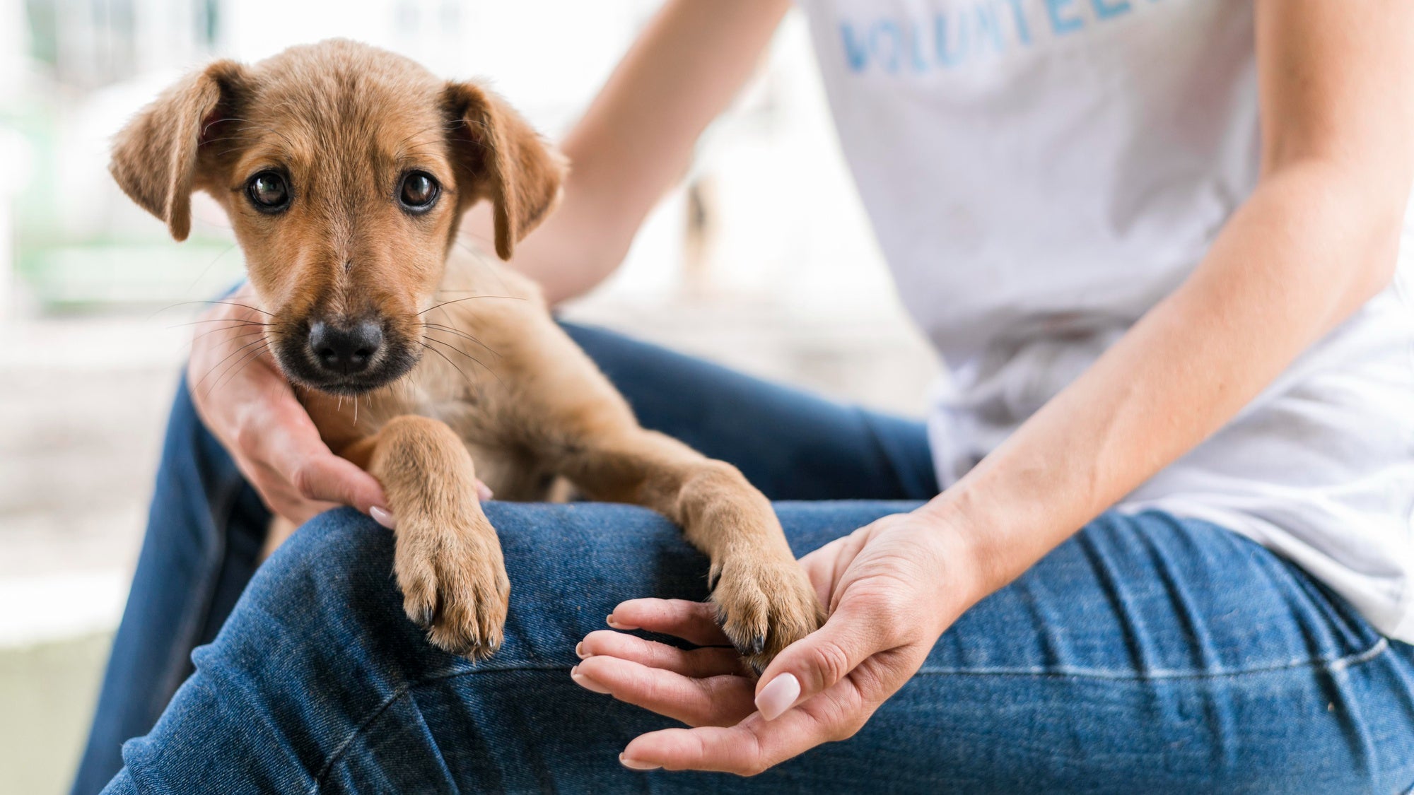 Heartworm treatment for dogs hotsell at home