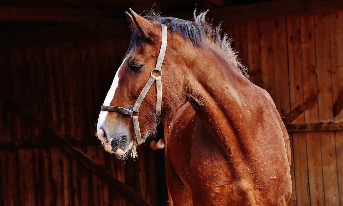 Benefits of Equine Probiotics and why to choose Probiotic Enhance