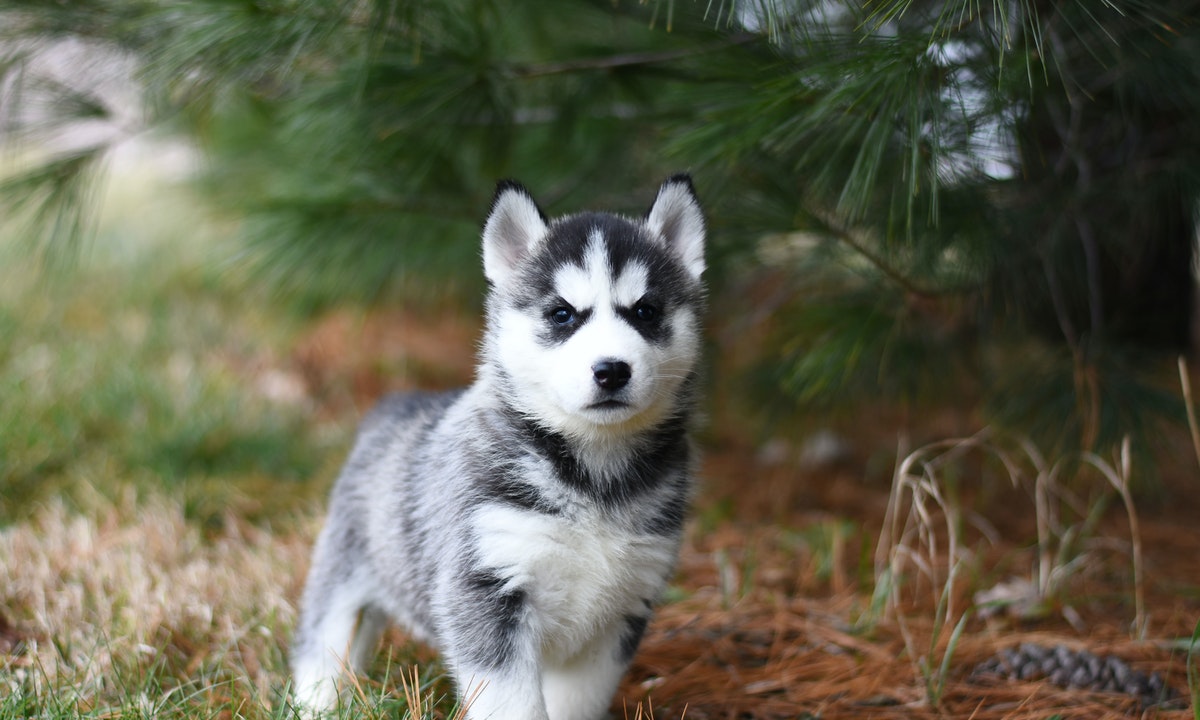 How Long Can a Dog Go Without Pooping? – Northern Cascades