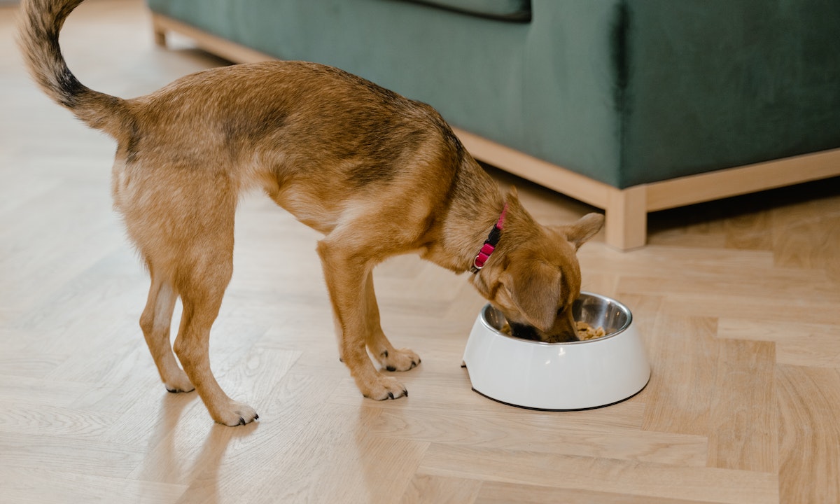 Liver disease in dogs: what are causes can probiotics be helpful 