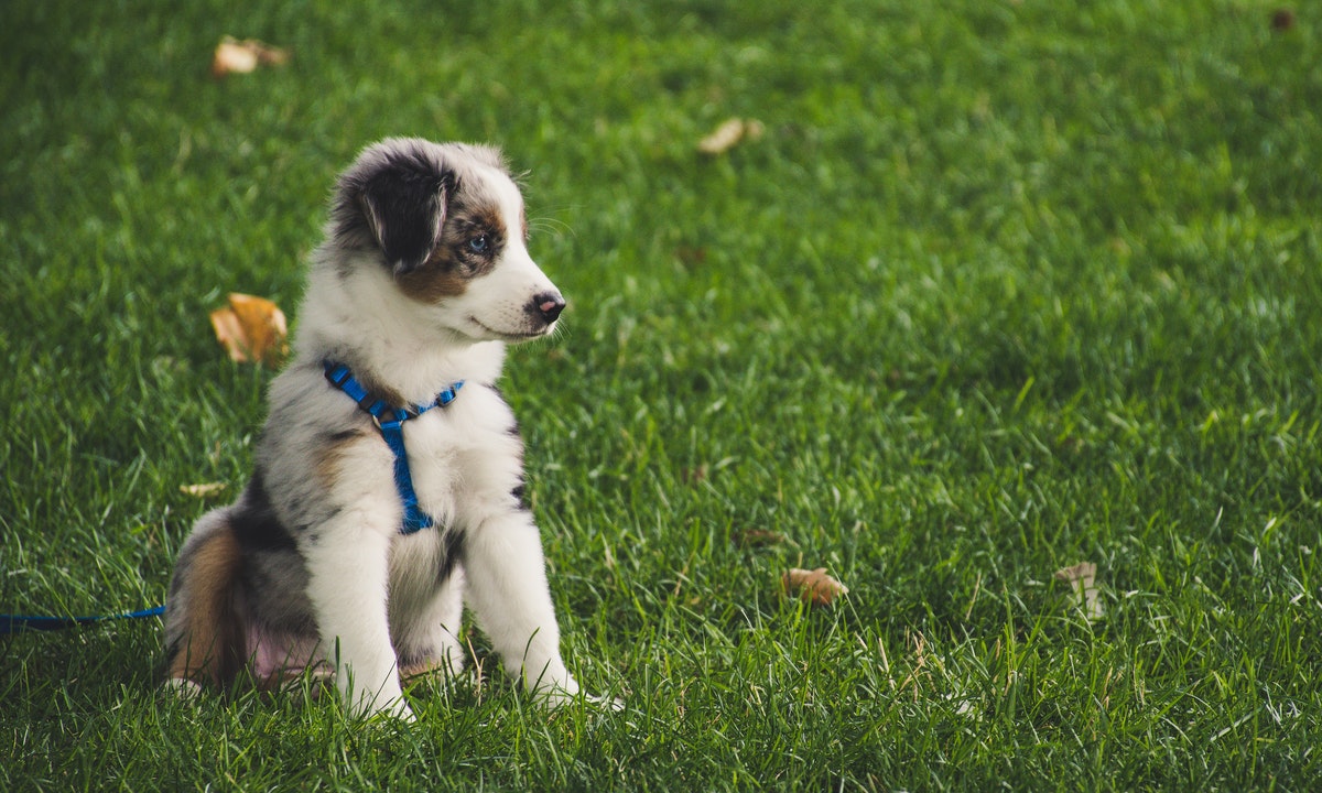 What are the best hypoallergenic dog breeds?