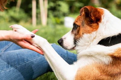 The Ultimate Guide: How to Get Rid of Parasites in Dogs Naturally