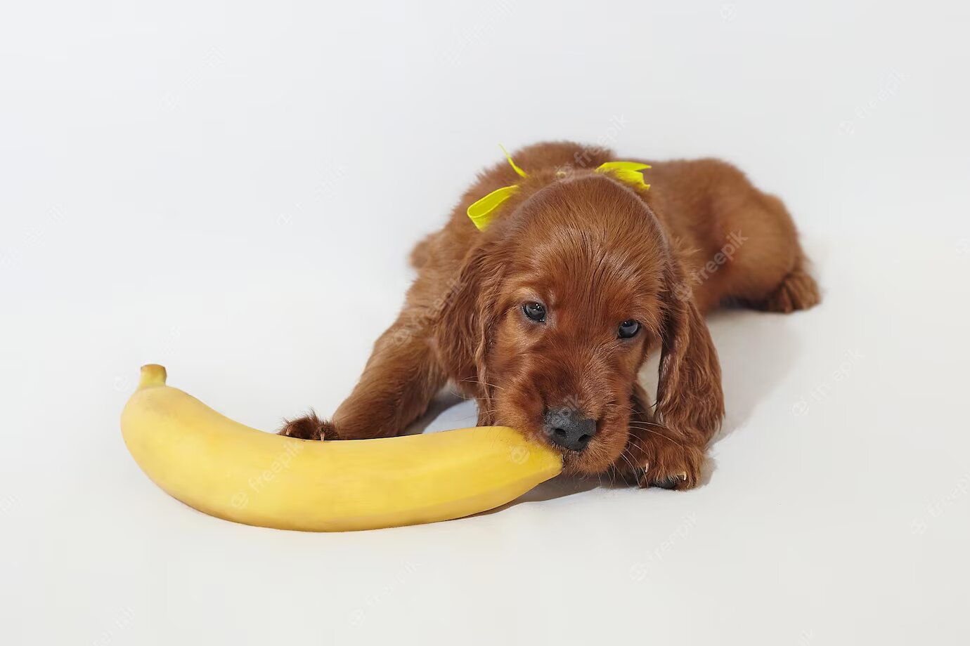 Can Dogs Eat Bananas? A Comprehensive Guide to Feeding Your Furry Friend