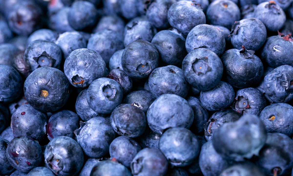 Can dogs eat blueberries? Benefits and risks