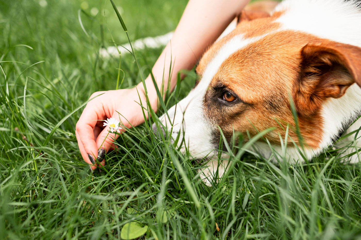 Unlocking the Benefits: Tea Tree Oil for Dogs and Their Health