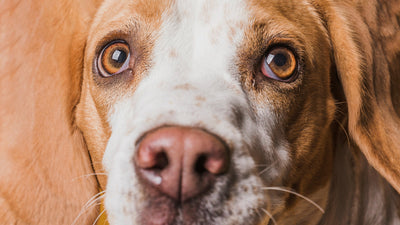 Unveiling the Mystery: Why Are My Dog's Eyes Red? Find Out the Causes and Solutions