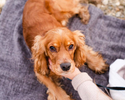 Effective Natural Remedies for Dog UTI: Say Goodbye to Urinary Tract Infections