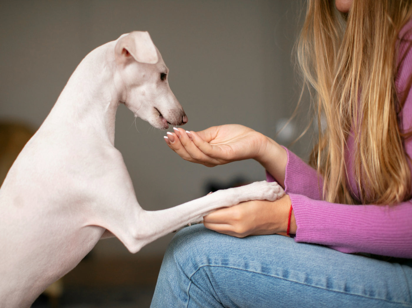 The Power of Prebiotics for Dogs: Boosting Gut Health and Overall Well-being