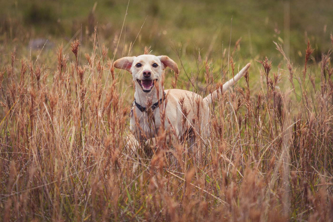 The Ultimate Guide to Natural Laxatives for Dogs: Keeping Your Pup Happy and Healthy
