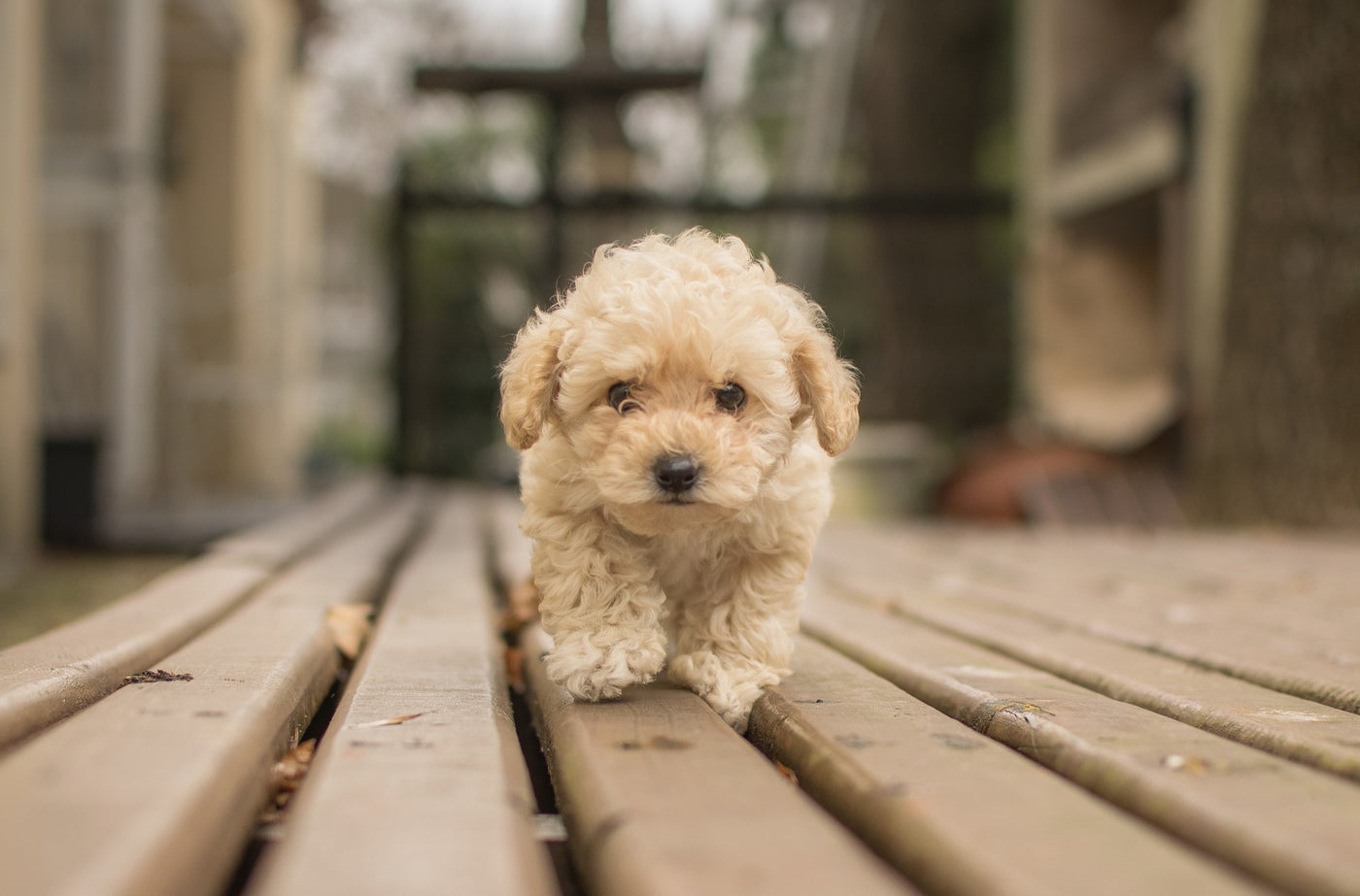 The Ultimate Guide to Cavapoo Puppies: Everything You Need to Know