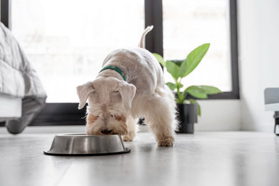 Can Dogs Eat Salmon? The Ultimate Guide to Feeding Your Furry Friend