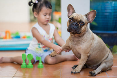 Understanding Down Syndrome in Dogs: A Comprehensive Guide
