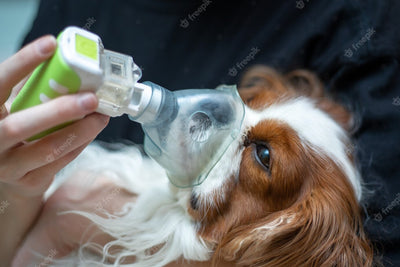 A Comprehensive Guide: Natural Ways to Clear Fluid from Dogs' Lungs