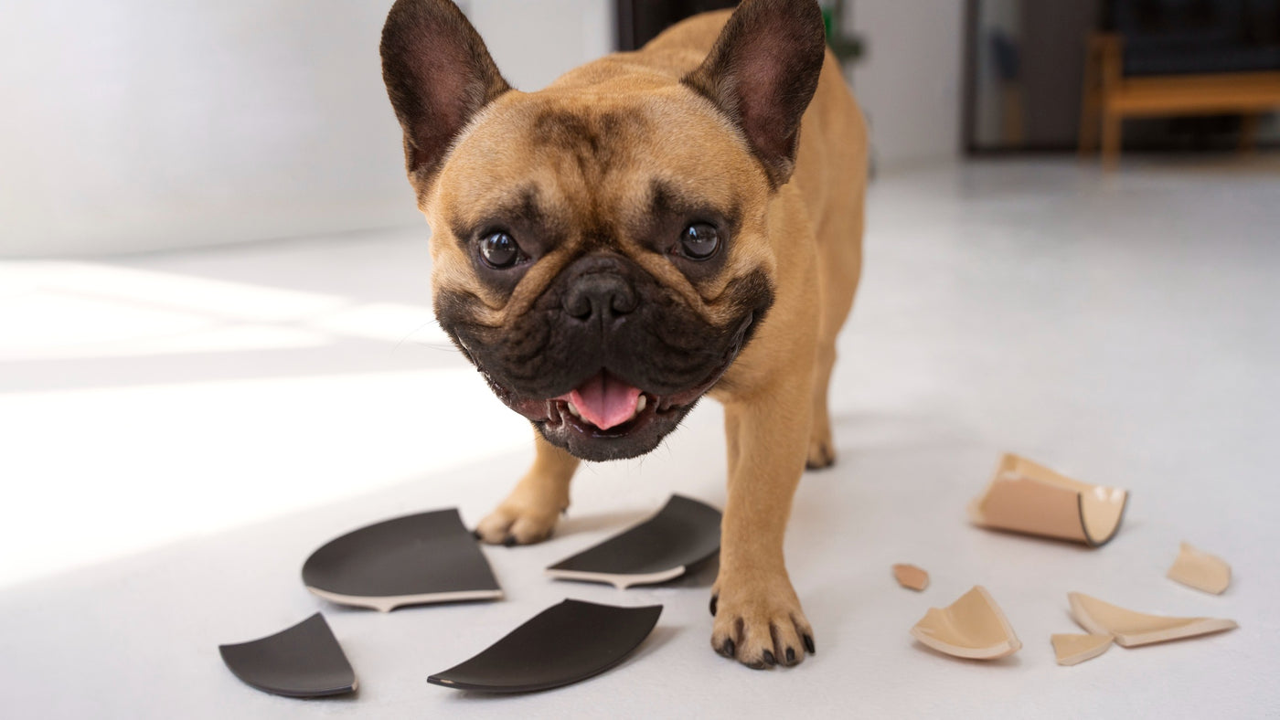 Understanding Dog Regurgitation: Causes, Symptoms, and Solutions for Regurgitating Food