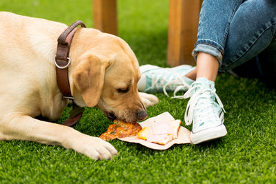 The Ultimate Guide to Preventing Bloat in Dogs Naturally: Expert Tips and Insights