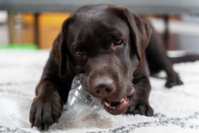 Unveiling the Truth behind Sorbitol in Dogs: How to Safely Manage Its Effects