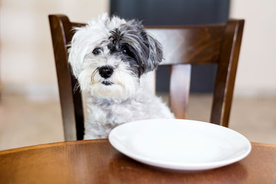 Unraveling the Truth: Is Rice a Healthy Addition to Your Dog's Meal Plan?
