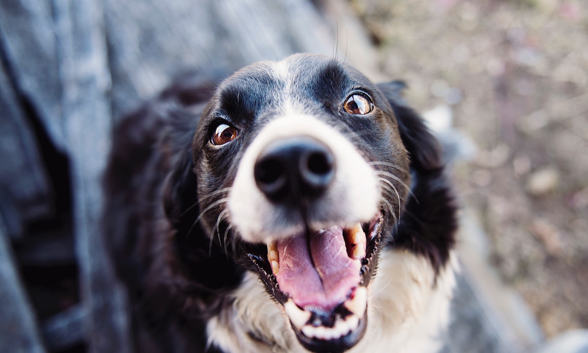 Human Medication for Dogs : Can I Give a Dog Aspirin?