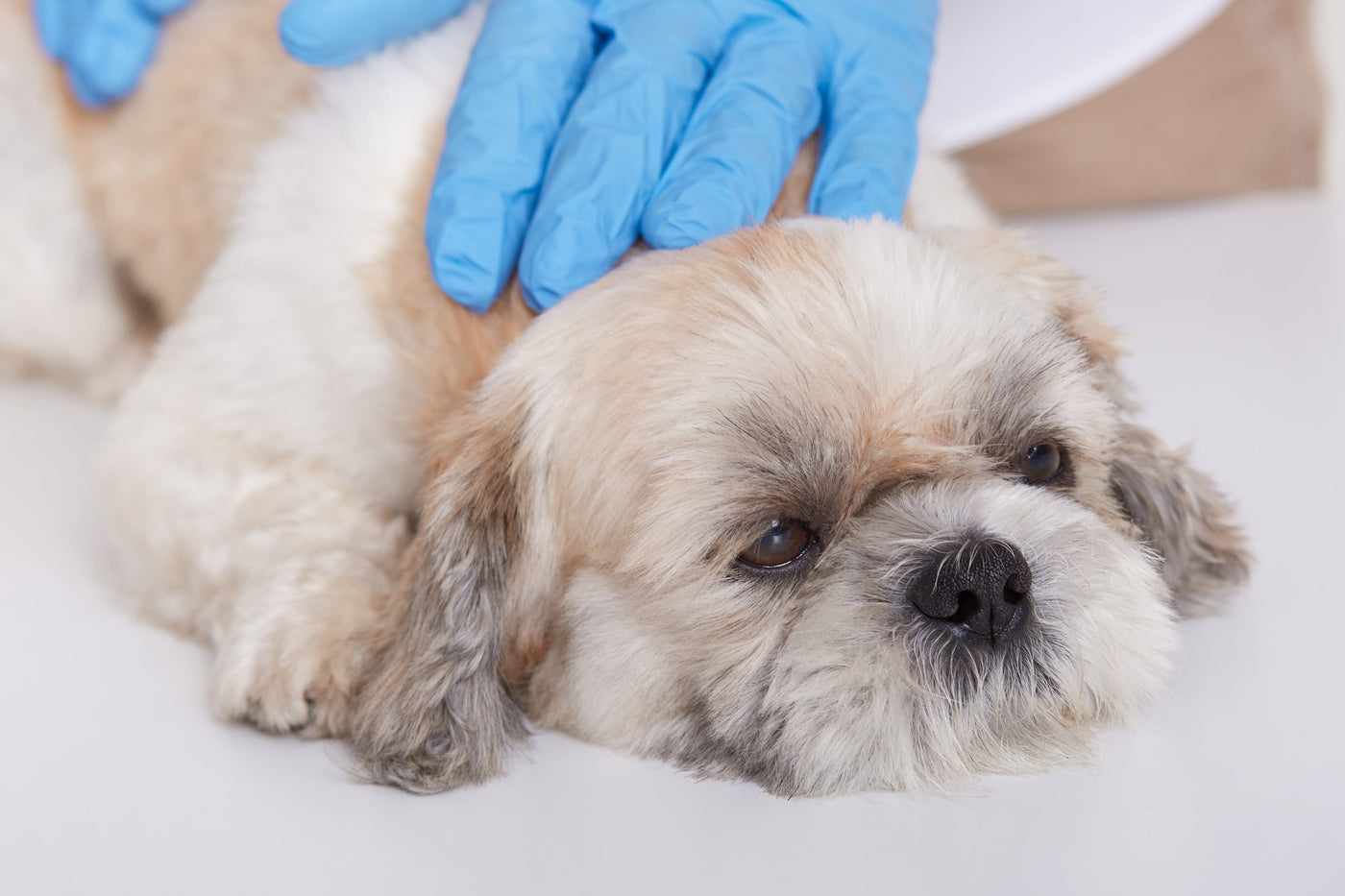Natural Remedies: A Guide on How to Treat a Bacterial Skin Infection in Dogs Safely and Effectively