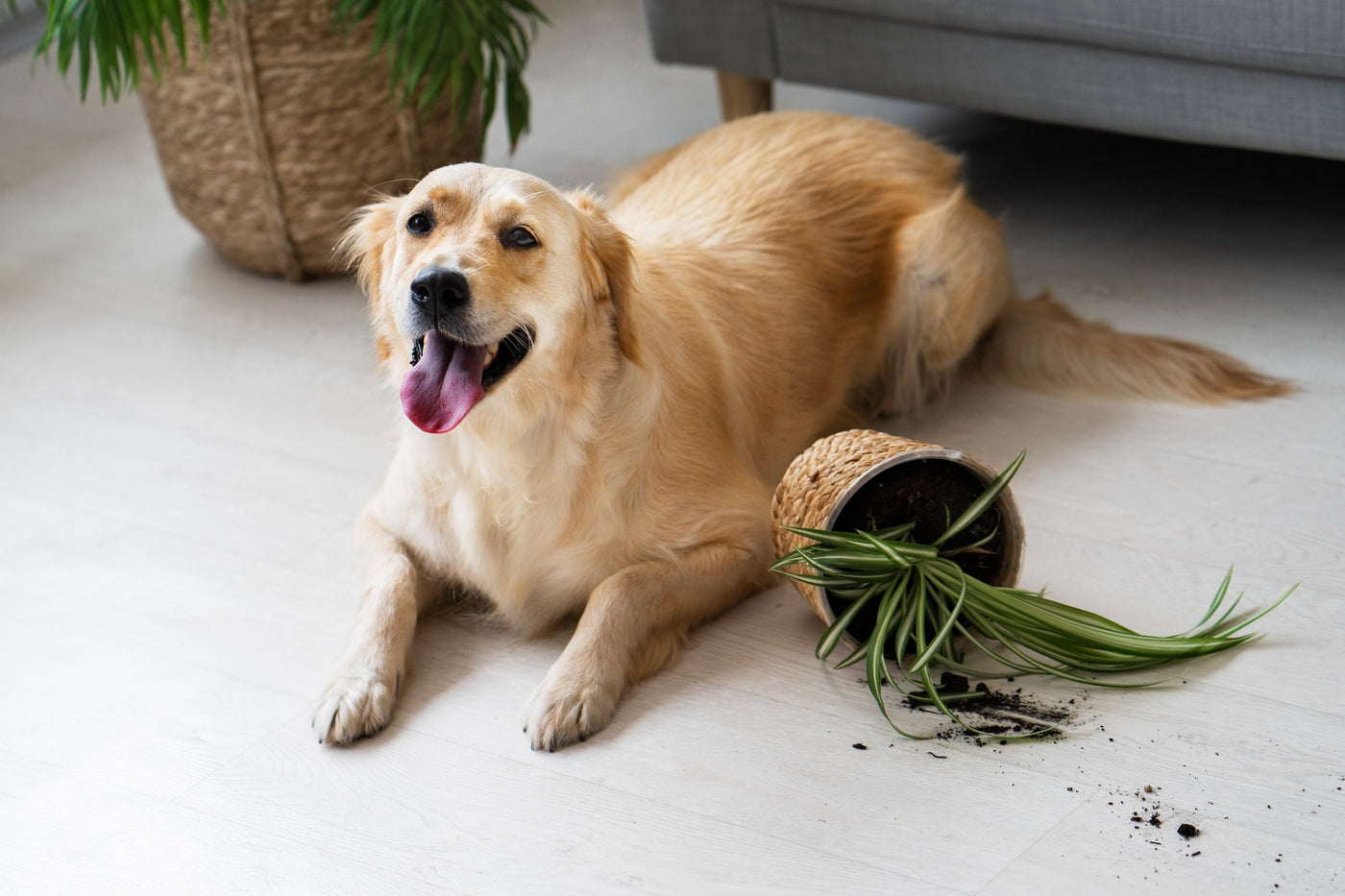 Spirulina for Dogs: The Secret to a Happy and Healthy Canine Companion
