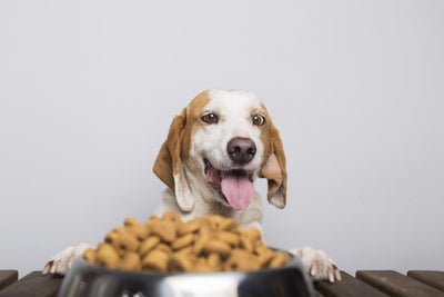 Sundays Dog Foods: The Secret Ingredient for a Happy and Healthy Canine Companion