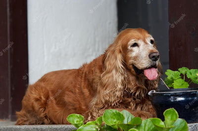 Can Dogs Eat Lettuce? A Comprehensive Guide to a Safe and Healthy Diet for Your Furry Friend