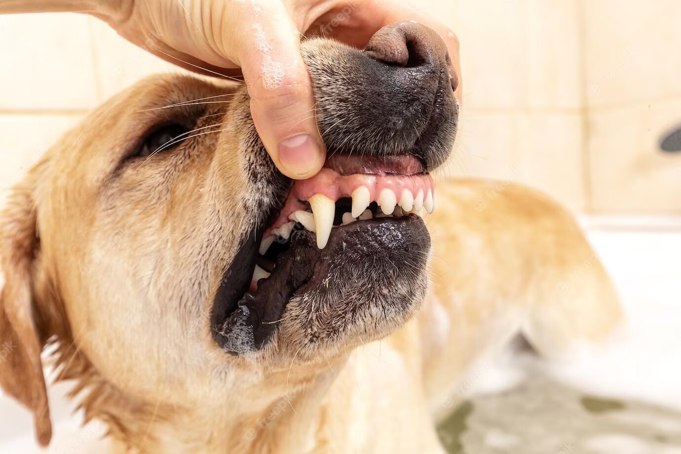 The Ultimate Guide to Cleaning Your Dog's Teeth Naturally: Expert Tips and Tricks