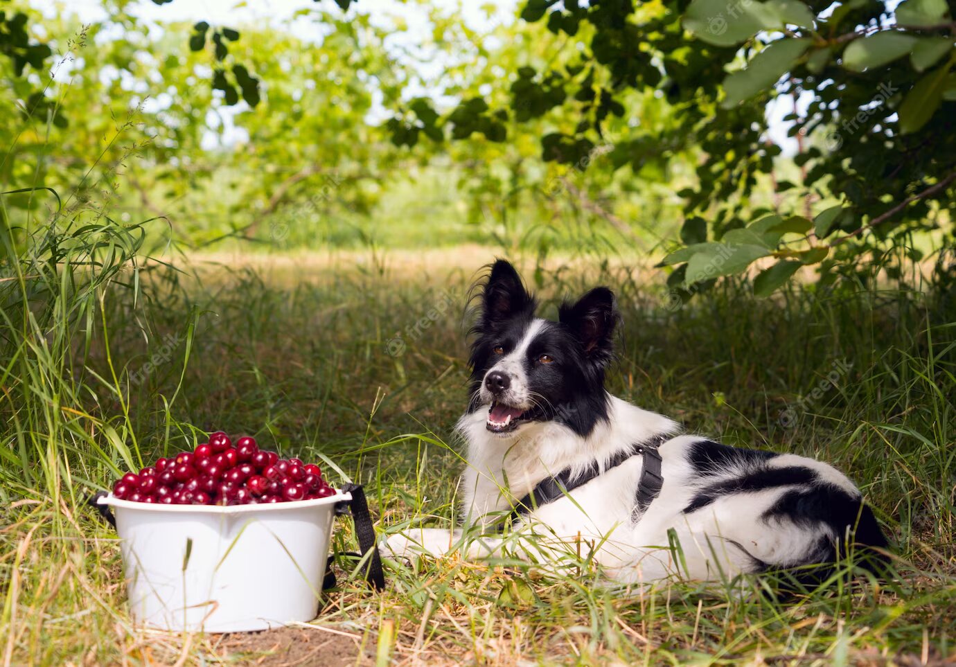 The Ultimate Guide: Can Dogs Eat Cranberries?