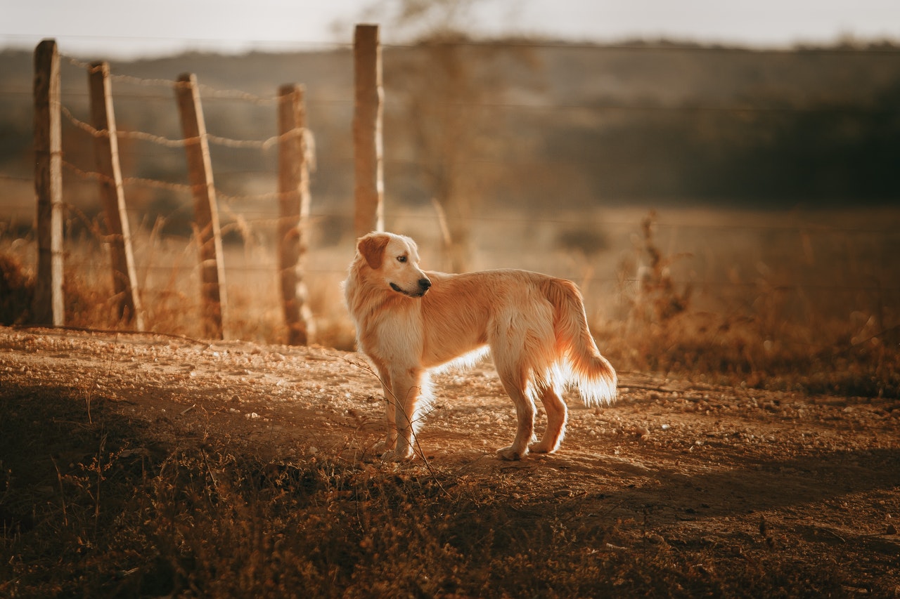 soil based probiotics for dogs
