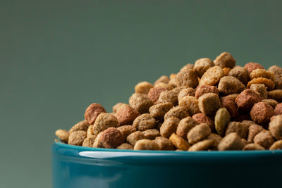 A Comprehensive Guide to Freeze Dried Dog Food: What You Need to Know