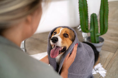 The Ultimate Guide: How to Clean Dogs' Eyes Naturally for Optimal Pet Health