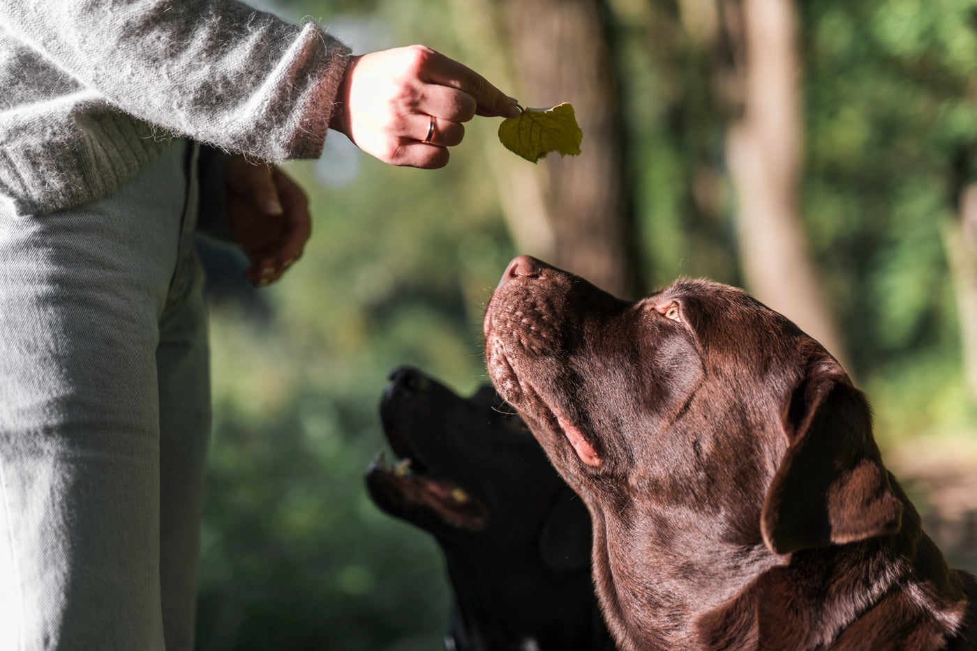 The Top 5 Natural Laxatives for Dogs: Keeping Your Pet's Digestive System Healthy and Happy