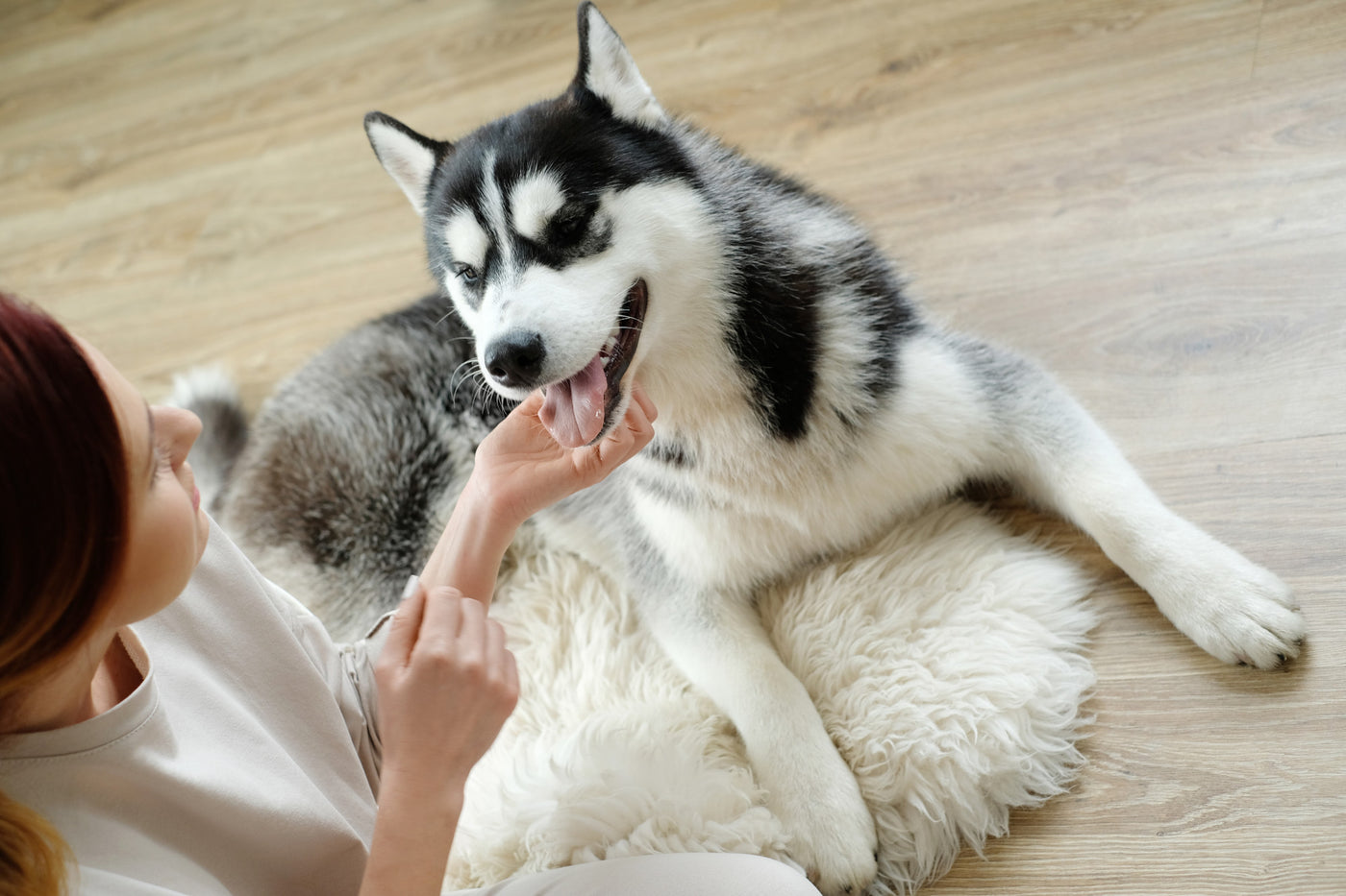 Say Goodbye to Ear Mites: Effective Home Remedies for Ear Mites in Dogs